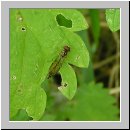 Baccha elongata - Gemeine Schattenschwebfliege m01.jpg